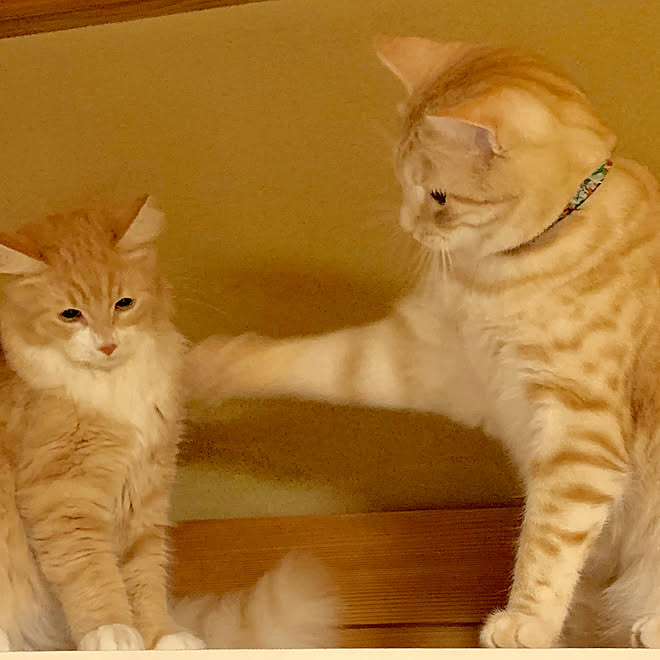 クリーム色 ノルウェージャンフォレストキャット アメリカンショートヘアー 猫大好き 壁 天井のインテリア実例 19 07 03 00 02 23 Roomclip ルームクリップ クリーム色 ノルウェージャンフォレストキャット アメリカンショートヘアー 猫大好き 壁 天井のインテリア実例 19 07 03 00 02 23 Roomclip ルームクリップ