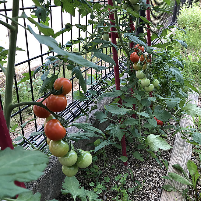 収穫 ミニトマト 小さい畑 ベッド周りのインテリア実例 07 05 18 12 28 Roomclip ルームクリップ