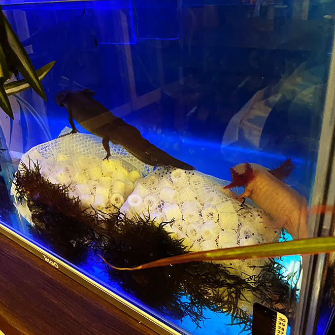 苦手な方ごめんなさい 生き物と暮らす 水槽のある暮らし ウーパールーパーも暮らす家 ウーパールーパー産卵 などのインテリア実例 22 01 25 06 38 25 Roomclip ルームクリップ