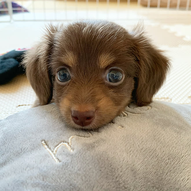 チワックス いぬのいる暮らし ホワイトインテリア しろが好き ニトリ などのインテリア実例 08 29 14 09 04 Roomclip ルームクリップ