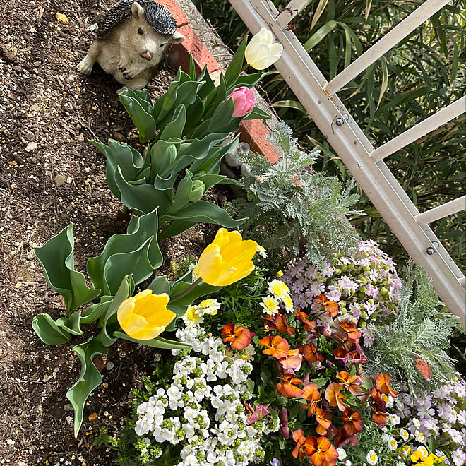 小さいお家 ガーデニング初心者 ダイソー 庭 ガーデニング などのインテリア実例 22 04 01 21 17 45 Roomclip ルームクリップ