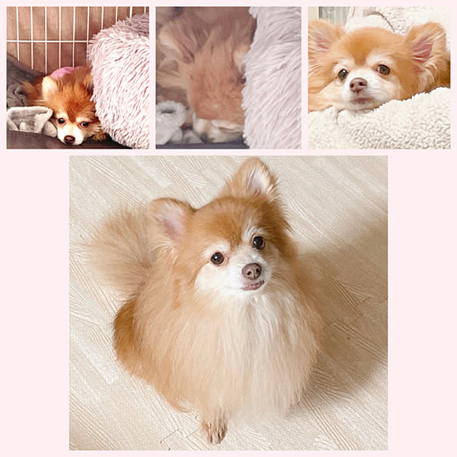 うちの子になってくれてありがとう ポメラニアン 保護犬を家族に 犬と暮らす 保護犬 などのインテリア実例 22 01 23 10 23 59 Roomclip ルームクリップ
