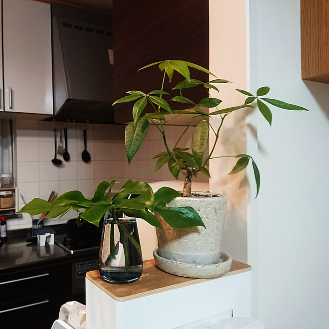 キッチン 観葉植物 姫モンステラ 木のある暮らし パキラ などのインテリア実例 21 10 12 35 30 Roomclip ルームクリップ キッチン 観葉植物 姫モンステラ 木のある暮らし パキラ などのインテリア実例 21 10 12 35 30 Roomclip ルームクリップ