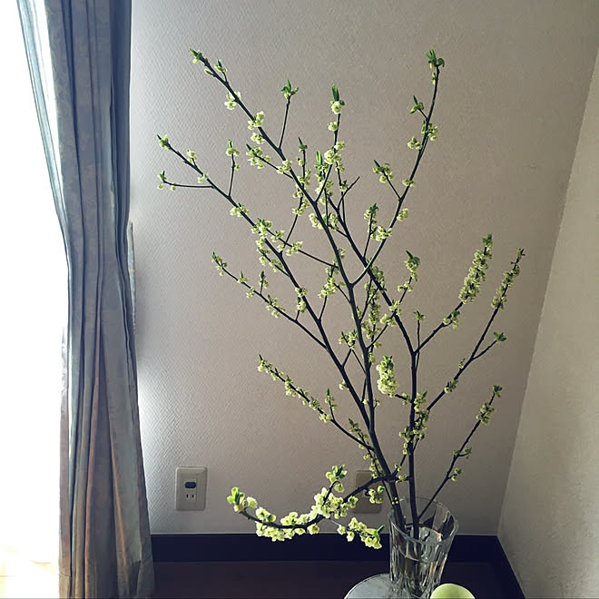 18 2 15 あおもじ 青文字 花のある暮らし みどりのある暮らし 男前もシャビーもかわいいも好き などのインテリア実例 18 02 15 13 00 04 Roomclip ルームクリップ 18 2 15 あおもじ 青文字 花のある暮らし みどりのある暮らし 男前もシャビーもかわいいも好き などのインテリア実例 18 02 15 13 00 04 Roomclip ルームクリップ