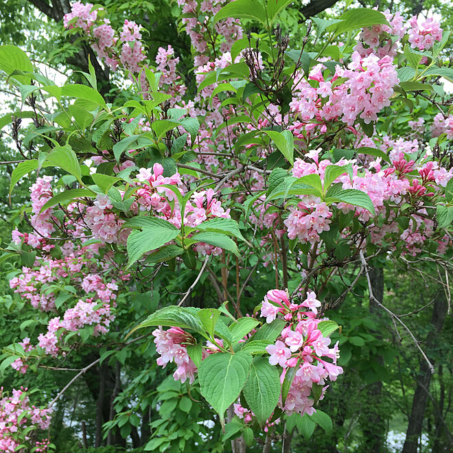 散歩中に咲いてた花 初夏の花 ピンクの花に癒される タニウツギ 公園の花 などのインテリア実例 05 16 22 23 33 Roomclip ルームクリップ