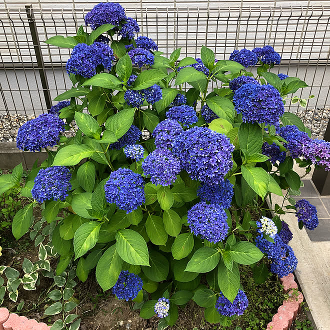 庭 庭の花 紫陽花 玄関 入り口のインテリア実例 06 06 38 54 Roomclip ルームクリップ