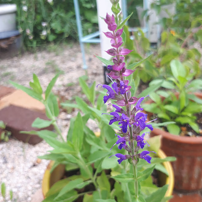 ベッド周り 宿根サルビア ボルドー お花が好き 夏の記録 植物のある暮らし などのインテリア実例 21 08 18 19 44 53 Roomclip ルームクリップ