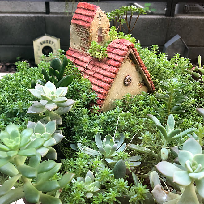 もりもりセダム 多肉植物のある暮らし 箱庭ガーデン おうちオブジェ 丁寧に暮らしたい などのインテリア実例 21 09 10 17 33 49 Roomclip ルームクリップ
