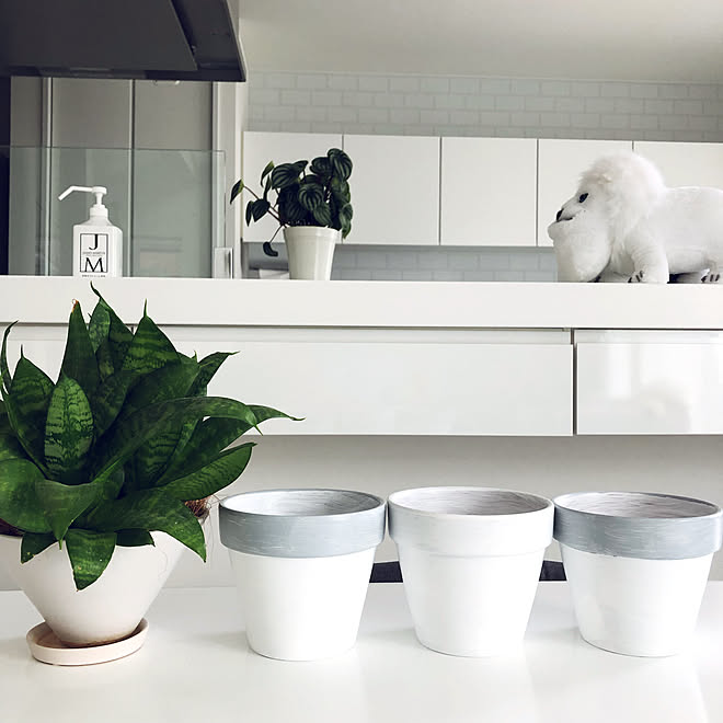 白とグレー ペンキもダイソー ペンキ塗りました ダイソーの鉢 サンスベリア などのインテリア実例 19 04 25 14 03 39 Roomclip ルームクリップ