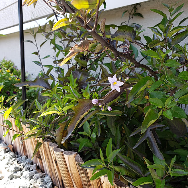 玄関 入り口 田舎暮らし ツルハナナス 田舎ライフ 支柱 などのインテリア実例 04 21 14 53 24 Roomclip ルームクリップ