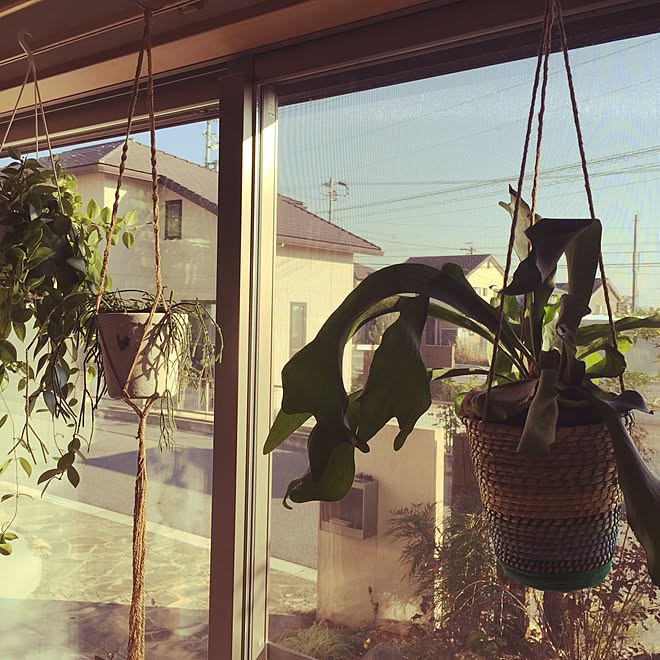 リビング マクラメプラントハンガー コウモリラン吊るしました ビカクシダ はきだし窓 などのインテリア実例 15 11 04 15 41 27 Roomclip ルームクリップ