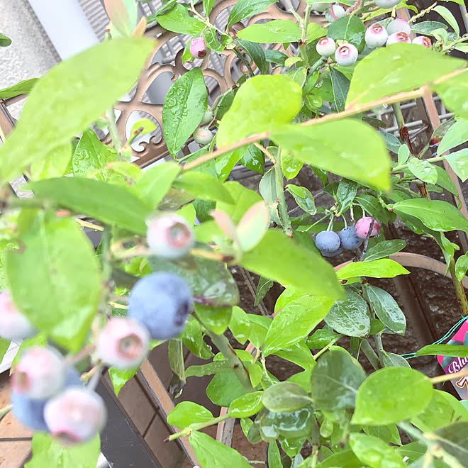 ブルーベリーの実 ブルーベリーの木 ブルーベリー鉢植え ブルーベリー 玄関 入り口のインテリア実例 07 11 10 56 45 Roomclip ルームクリップ