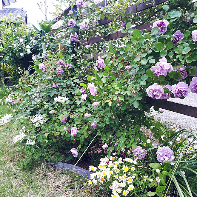 キッチン オルレア 花のある暮らし 庭diy 花壇ｄｉｙ などのインテリア実例 05 21 16 27 12 Roomclip ルームクリップ