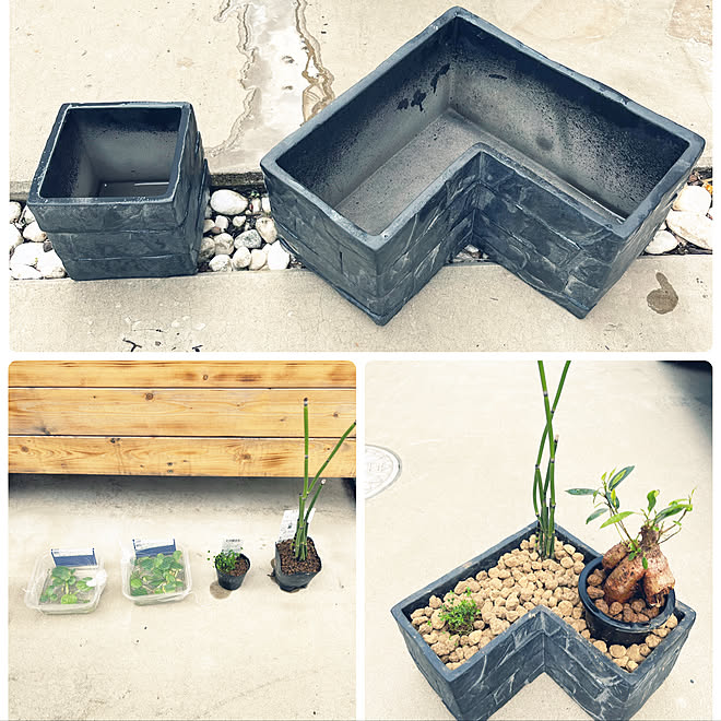 庭 花壇diy 水耕栽培 メダカビオトープ 水の立ち上げ などのインテリア実例 22 09 24 00 09 59 Roomclip ルームクリップ