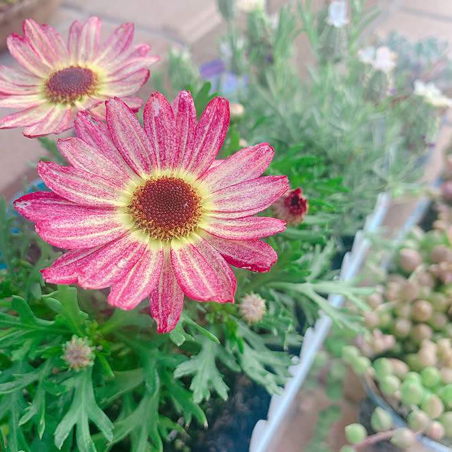 マックスマム 花のある暮らし 玄関 入り口のインテリア実例 21 04 30 08 03 27 Roomclip ルームクリップ