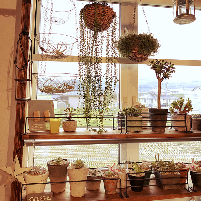 リビング Diy 100均 多肉棚diy 多肉植物 などのインテリア実例 18 11 25 16 56 16 Roomclip ルームクリップ