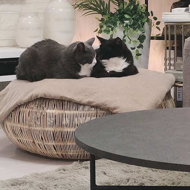 ラタンテーブル フローリング張り替え Zara Home シャギーラグ リメイクシート などのインテリア実例 08 09 12 15 13 Roomclip ルームクリップ