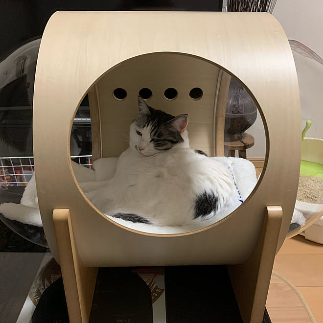 myzoo/猫/一人暮らし/大東建託 賃貸 2LDK/ペット共生型アパートなど 