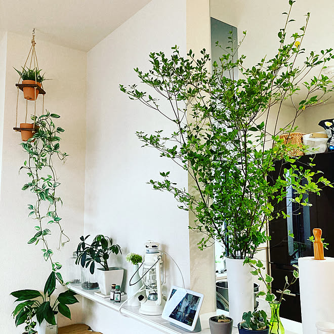 楽天で買ったもの ナチュラル 観葉植物 北欧 キッチン などのインテリア実例 08 10 10 21 28 Roomclip ルームクリップ