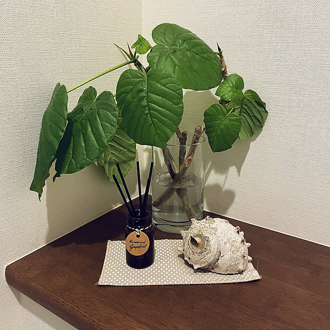 貝殻 ウンベラータ水挿し ウンベラータ剪定 再利用 暮らしの工夫 などのインテリア実例 21 06 05 11 18 09 Roomclip ルームクリップ