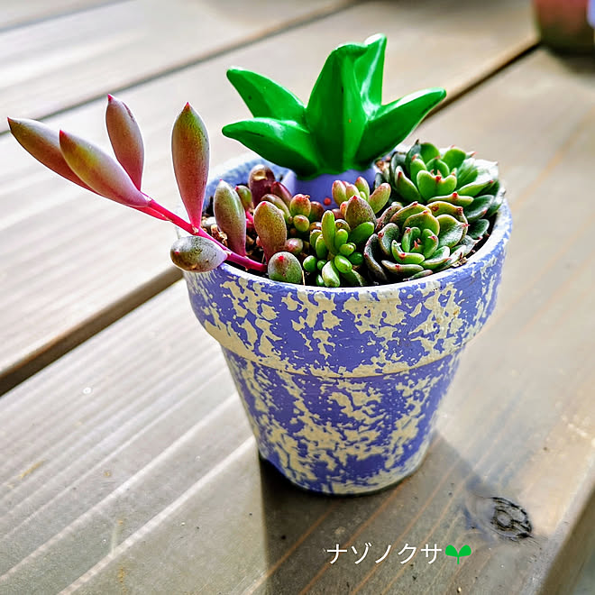 玄関 入り口 ナゾノクサ 多肉植物 多肉 ベランダガーデン などのインテリア実例 03 03 09 45 06 Roomclip ルームクリップ 玄関 入り口 ナゾノクサ 多肉植物 多肉 ベランダガーデン などのインテリア実例 03 03 09 45 06 Roomclip ルームクリップ