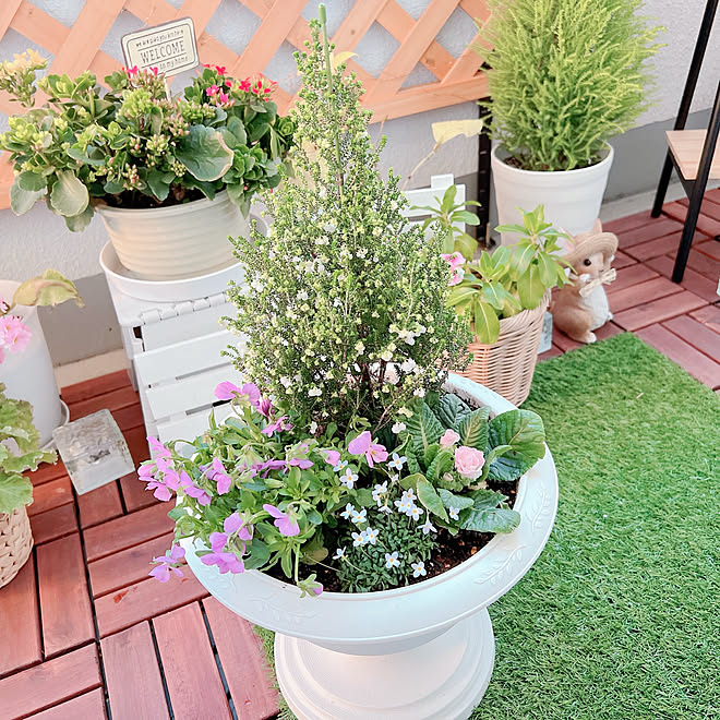 スズランエリカ 冬の過ごし方 寄せ植え 冬の寄せ植え 冬の花 などのインテリア実例 22 01 07 21 10 31 Roomclip ルームクリップ