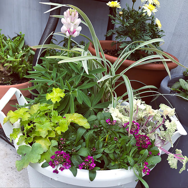 バストイレではありません 寄せ植え グレコマ アリッサム ヒューケラ などのインテリア実例 21 03 22 01 09 32 Roomclip ルームクリップ