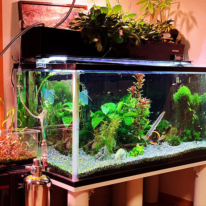 家を遊ぶ 観葉植物 ハイドロカルチャー 棚のインテリア実例 11 11 21 39 21 Roomclip ルームクリップ