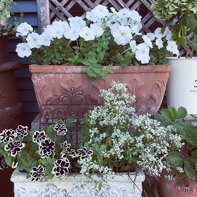 玄関 入り口 ペチュニア ペチュニア 黒真珠 テラコッタ コンテナガーデン などのインテリア実例 18 08 05 19 13 55 Roomclip ルームクリップ