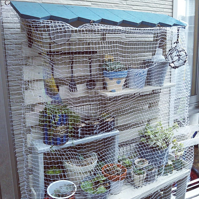 玄関/入り口/多肉植物/多肉棚/多肉棚DIY/鳥よけ...などのインテリア実例 - 2019-11-22 13:34:43