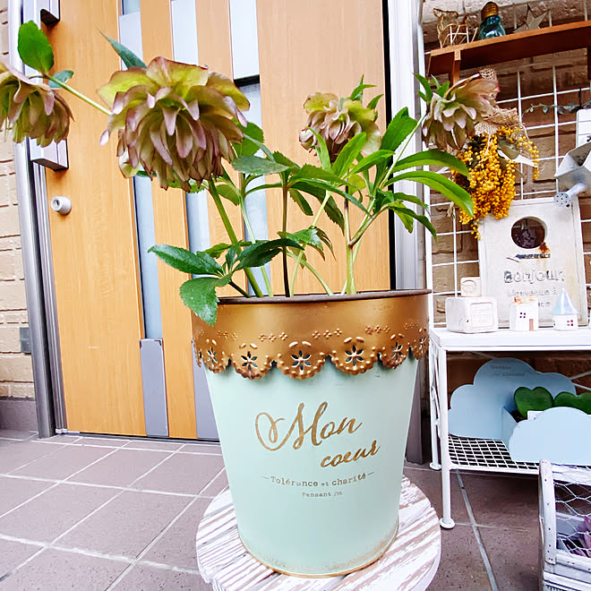 クリスマスローズ ガーデニング 可愛い のんびりマイペース グリーンのある暮らし などのインテリア実例 22 03 31 24 46 Roomclip ルームクリップ