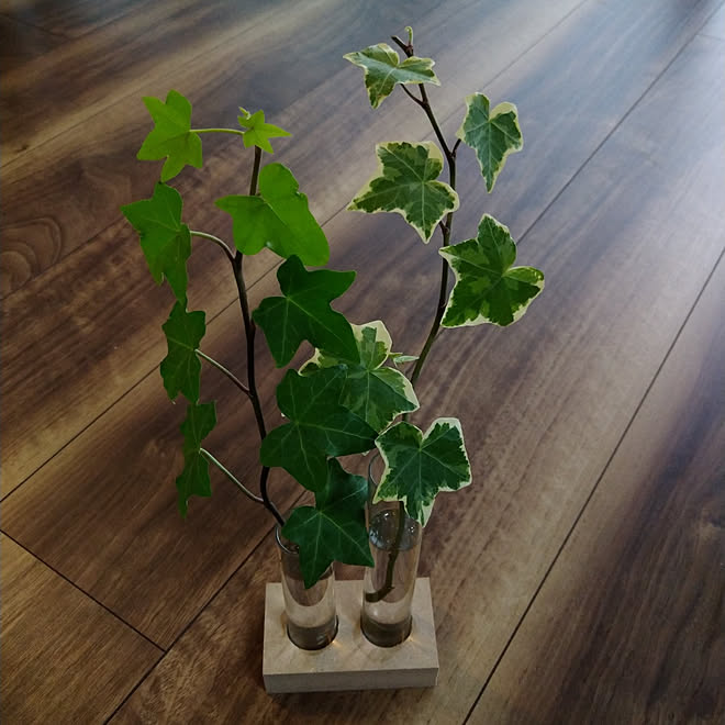 部屋全体 観葉植物 100均 アイビー水挿し アイビー などのインテリア実例 21 06 29 17 27 17 Roomclip ルームクリップ