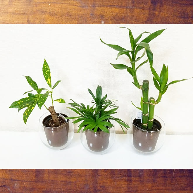 机 Diy 100均 ダイソー 観葉植物のインテリア実例 19 11 22 17 30 38 Roomclip ルームクリップ