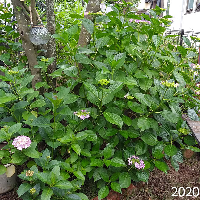 玄関/入り口/紫陽花/花のある暮らし/バリアフリー/庭&hellip;などのインテリア実例 20200603 064350