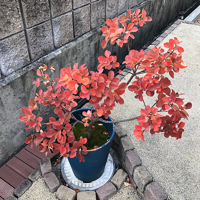 お久しぶりです 紅葉 スモークツリー成長記録 スモークツリー 玄関 入り口のインテリア実例 11 03 16 51 08 Roomclip ルームクリップ お久しぶりです 紅葉 スモークツリー成長記録 スモークツリー 玄関 入り口のインテリア実例 11 03 16 51 08 Roomclip ルームクリップ