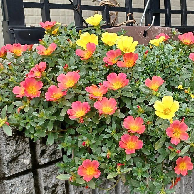 玄関 入り口 ポーチュラカの花 ポーチュラカ好き ポーチュラカ はなのある暮らしのインテリア実例 21 07 19 18 09 27 Roomclip ルームクリップ