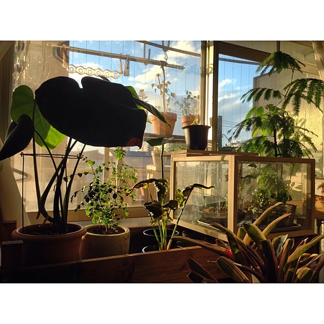 バス トイレ ミニ温室 温室 植物のある暮らし 観葉植物 などのインテリア実例 16 11 02 00 44 17 Roomclip ルームクリップ バス トイレ ミニ温室 温室 植物のある暮らし 観葉植物 などのインテリア実例 16 11 02 00 44 17 Roomclip ルームクリップ