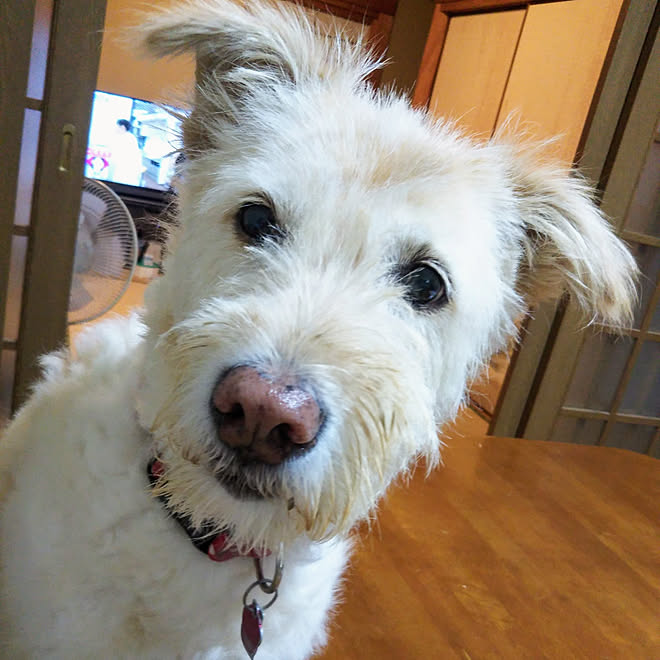 中型犬 譲渡犬 犬のいる暮らし 殺処分のない世界 扇風機 などのインテリア実例 09 17 08 37 Roomclip ルームクリップ