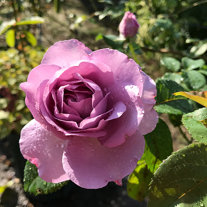 玄関 入り口 しのぶれど バラが好き 花壇 景色が大好き などのインテリア実例 18 06 02 08 21 25 Roomclip ルームクリップ