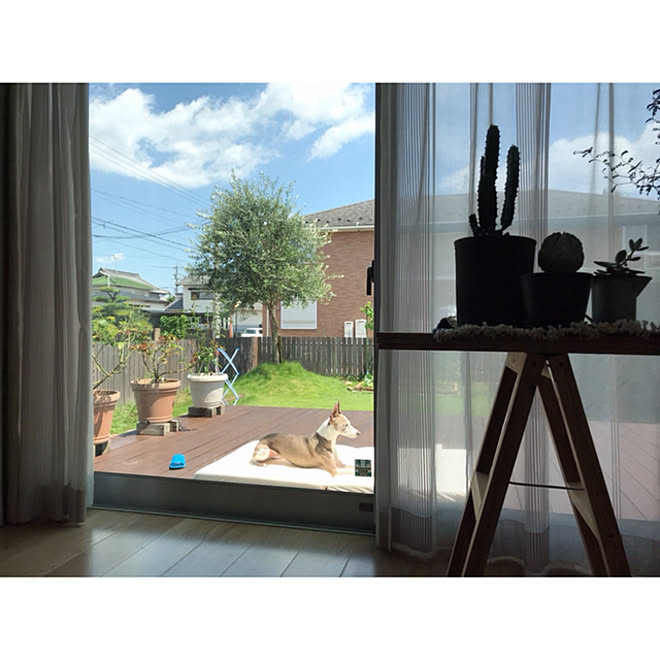 日向ぼっこ イタリアングレーハウンド いぬと暮らす 芝生 ウッドデッキ などのインテリア実例 21 03 10 17 39 17 Roomclip ルームクリップ