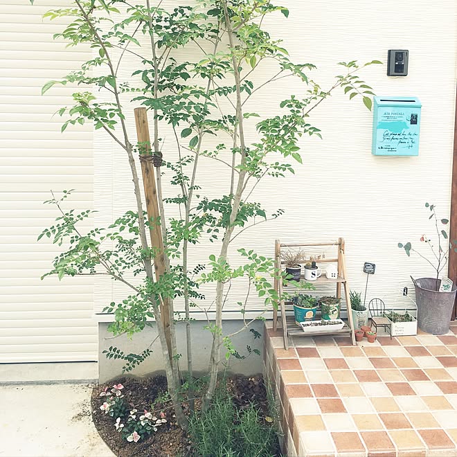 玄関 入り口 ローズマリー 初雪カズラ シマトネリコのインテリア実例 16 09 16 12 33 58 Roomclip ルームクリップ