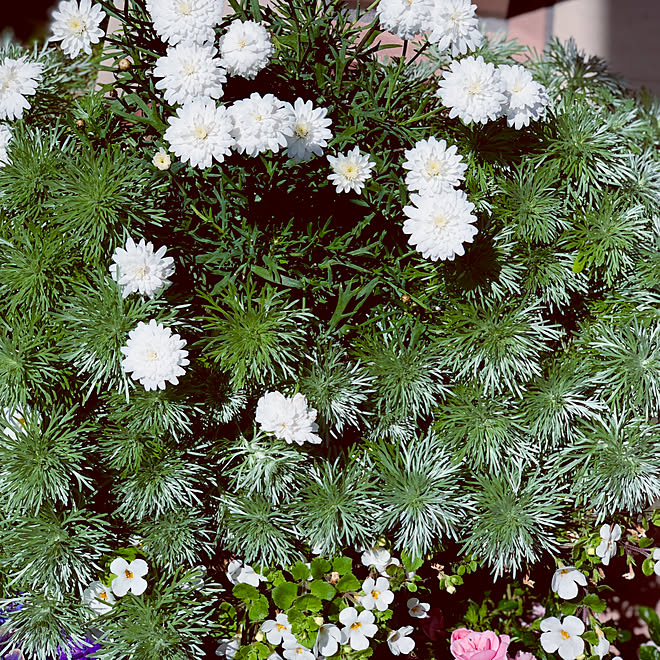 朝霧草 バコパ モリンバ 寄せ植え 花から元気もらう などのインテリア実例 05 05 14 18 27 Roomclip ルームクリップ