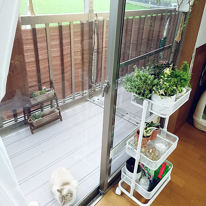 部屋全体 観葉植物 多肉植物 植物のある暮らし 虫対策 などのインテリア実例 21 06 18 21 07 59 Roomclip ルームクリップ