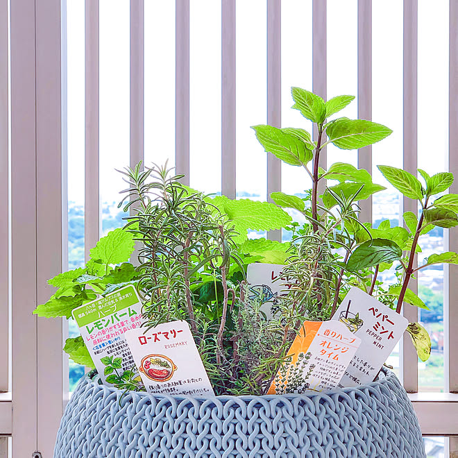 ペパーミント レモンバーム オレンジタイム レモンタイム ローズマリー などのインテリア実例 22 05 16 09 56 Roomclip ルームクリップ ペパーミント レモンバーム オレンジタイム レモンタイム ローズマリー などのインテリア実例 22 05 16 09 56 Roomclip ルームクリップ