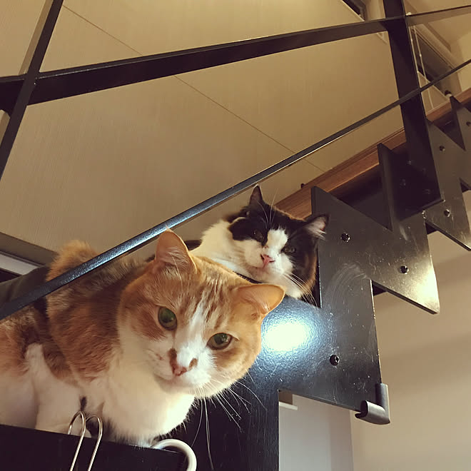 鉄骨階段/猫スペース/リビングのインテリア実例 - 2020-04-09 22:01:16 ｜ Roomclip（ルームクリップ）