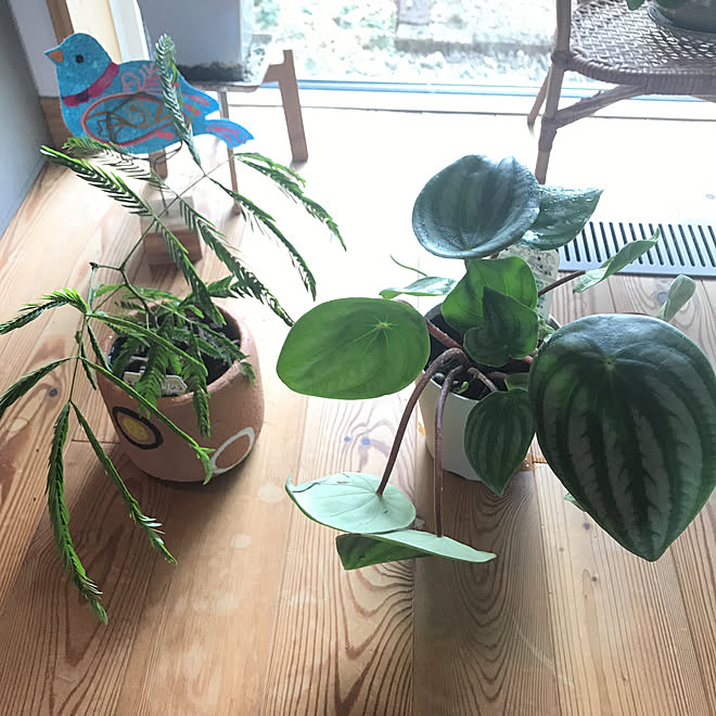 観葉植物のある暮らし ホームセンターで購入 エバーフレッシュ スイカぺぺ いいね いつもありがとうございます などのインテリア実例 22 08 14 17 22 50 Roomclip ルームクリップ