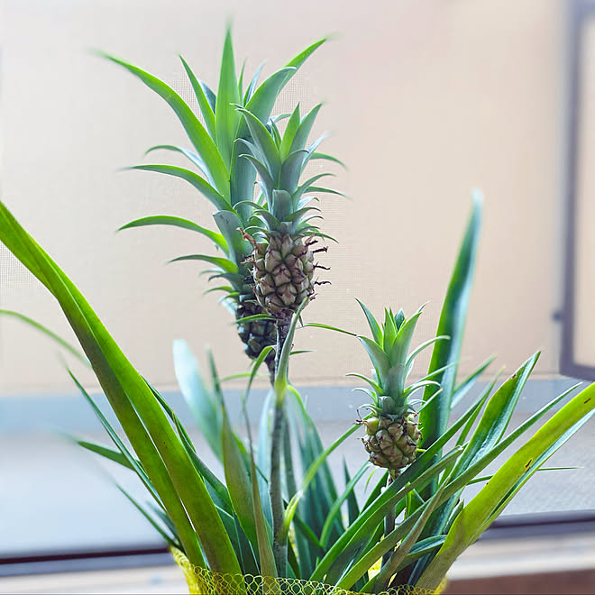 パイナップル みたい な 観葉 植物