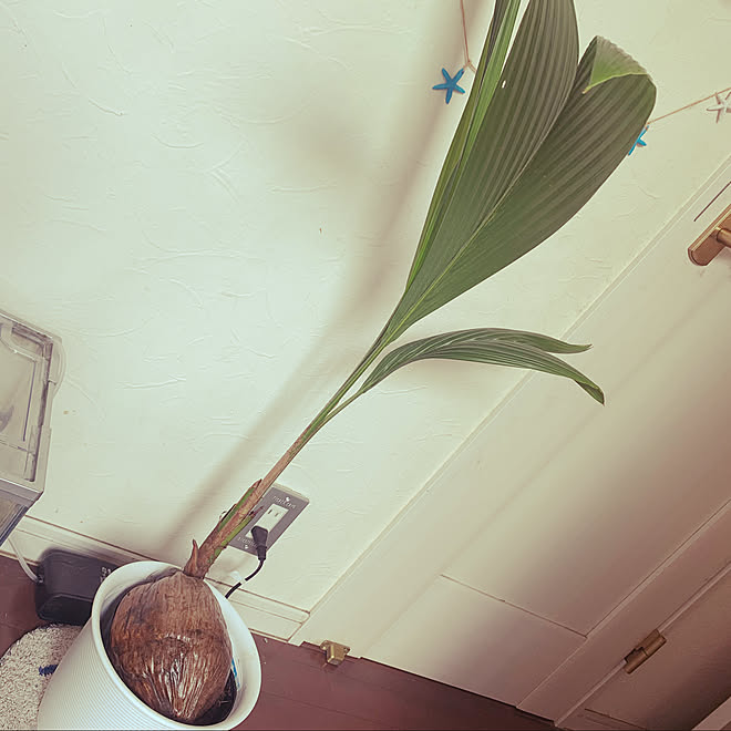 ホームセンター コメリ ココヤシ 観葉植物 いいね ありがとうございます などのインテリア実例 08 25 09 05 38 Roomclip ルームクリップ