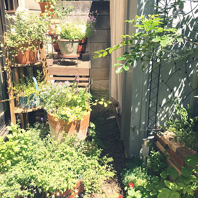 部屋全体 植物男子ベランダー 庭づくり 一人暮らし 賃貸でも楽しく などのインテリア実例 18 05 13 42 05 Roomclip ルームクリップ 部屋全体 植物男子ベランダー 庭づくり 一人暮らし 賃貸でも楽しく などのインテリア実例 18 05 13 42 05 Roomclip ルームクリップ