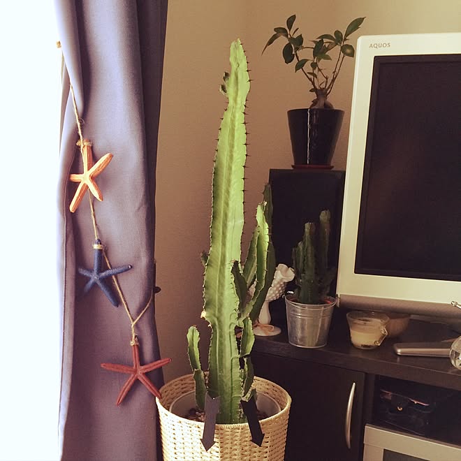 ヒトデ大好き ガジュマル君復活中 カーテンクリップ サボテン Vita などのインテリア実例 16 09 09 10 45 10 Roomclip ルームクリップ